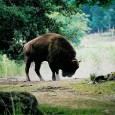 Teambuilding, safari och äventyr bland vilda djur Utveckling o Äventyr kan erbjuda dig teamutvecklande arrangemang, där vi använder naturen och aktiviteter som verktyg. Syftet med våra teambuildingar är att ni skall lära känna varandra på riktigt, se...