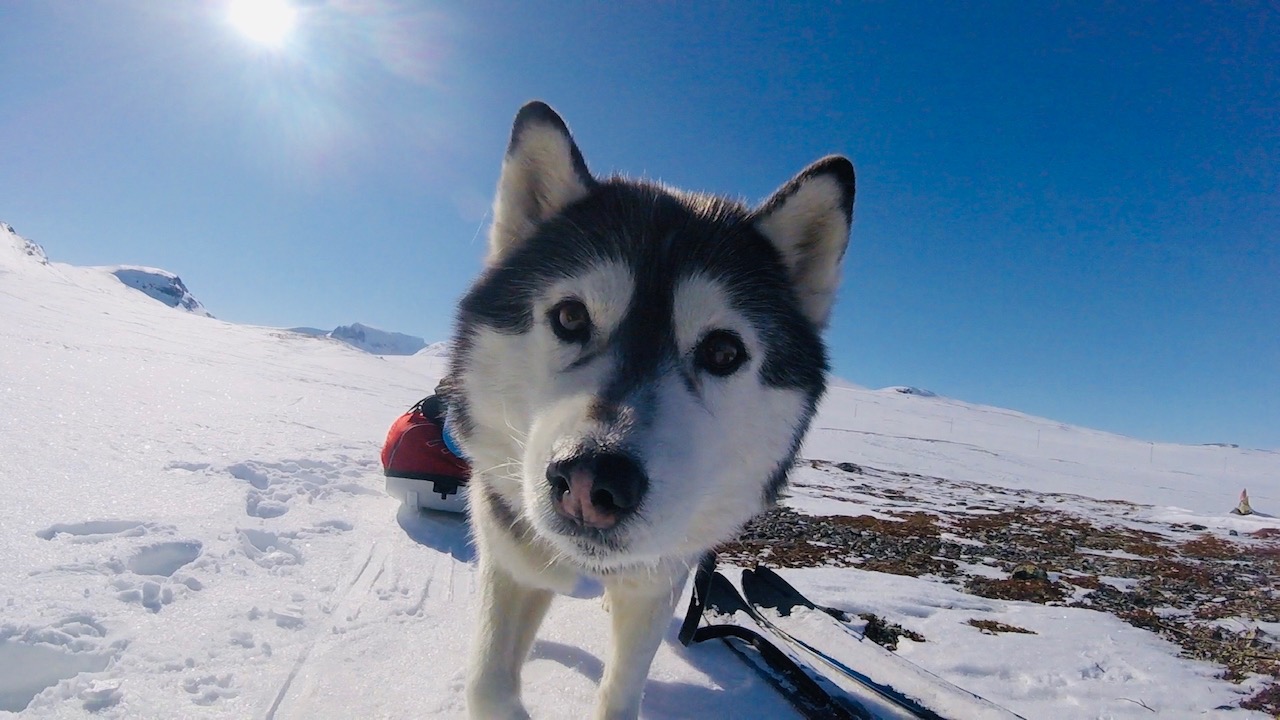 På tur med hundspann i Lappland 2020